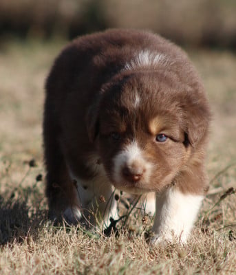 Les chiots de Berger Australien