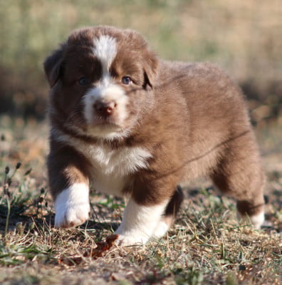 Les chiots de Berger Australien