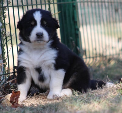 Les chiots de Berger Australien