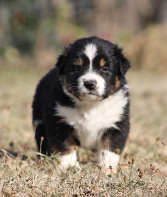 Les chiots de Berger Australien