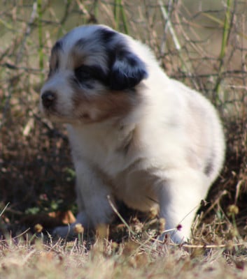 Les chiots de Berger Australien