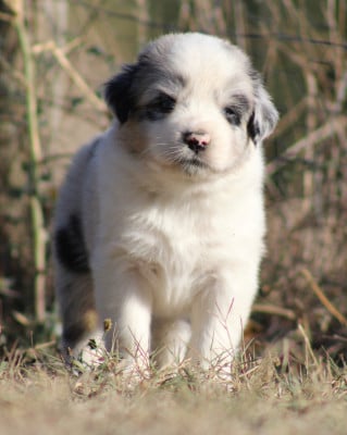 Les chiots de Berger Australien