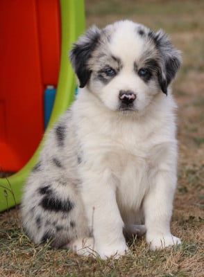 Les chiots de Berger Australien