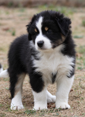 Les chiots de Berger Australien