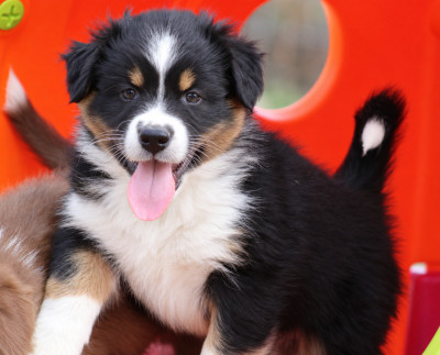 Les chiots de Berger Australien