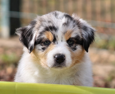 Les chiots de Berger Australien