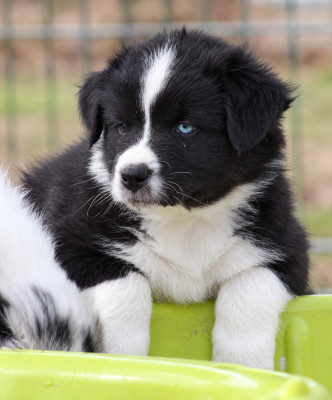 Les chiots de Berger Australien