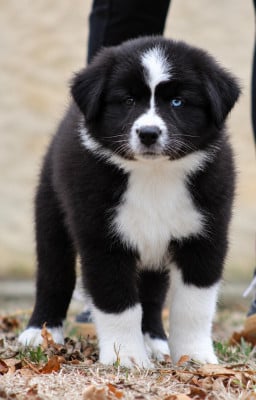 Les chiots de Berger Australien