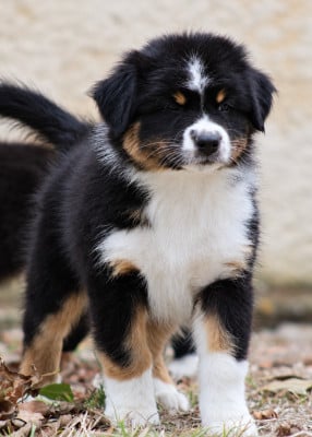 Les chiots de Berger Australien