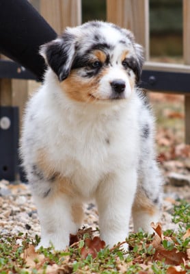 Les chiots de Berger Australien
