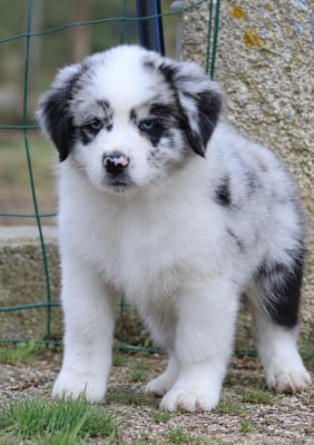 Les chiots de Berger Australien