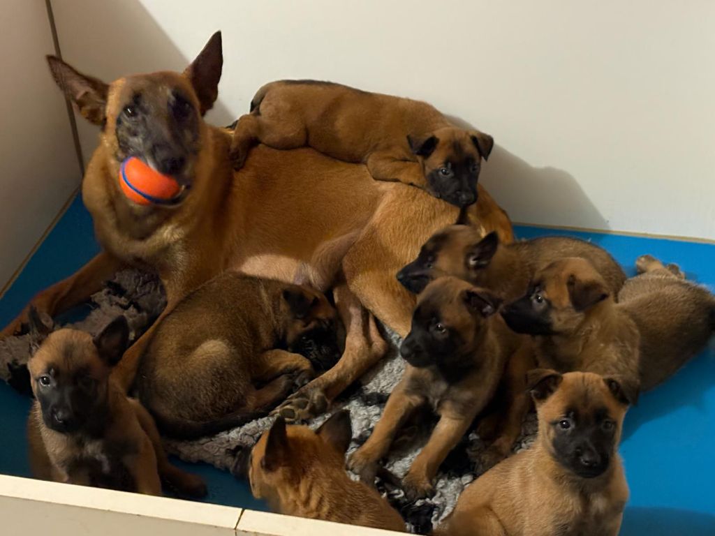 Berger Belge - Du Domaine Des Minis Justiciers