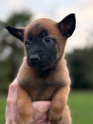 Les chiots de Berger Belge