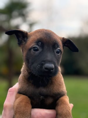 Les chiots de Berger Belge