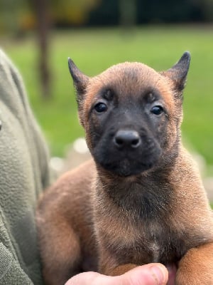 Les chiots de Berger Belge