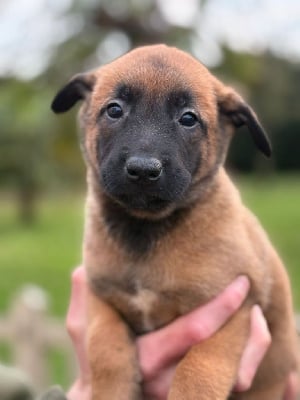 Les chiots de Berger Belge