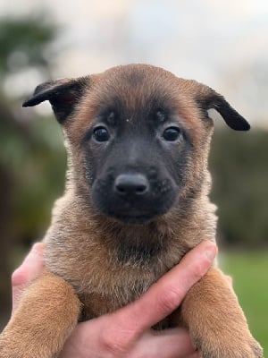 Les chiots de Berger Belge