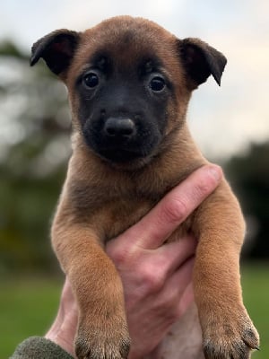 Les chiots de Berger Belge