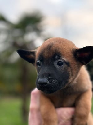 Les chiots de Berger Belge