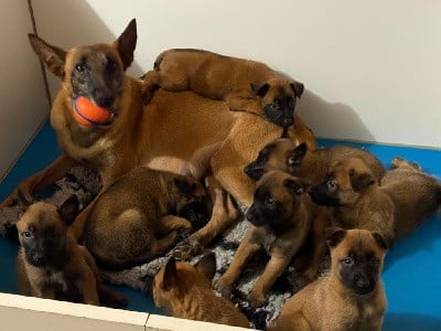 Berger Belge - Du Domaine Des Minis Justiciers