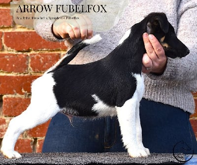 Les chiots de Fox Terrier Poil lisse