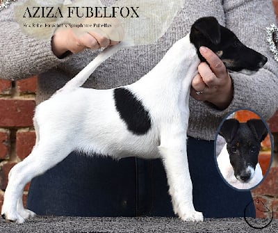 Les chiots de Fox Terrier Poil lisse