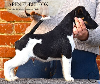 Les chiots de Fox Terrier Poil lisse