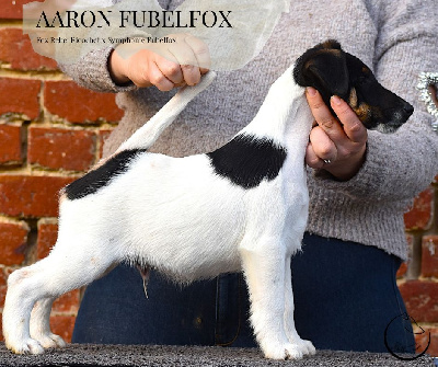 Les chiots de Fox Terrier Poil lisse