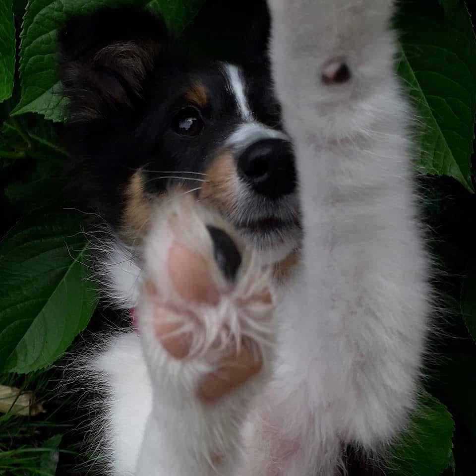 Riley De la foret des reves bleus