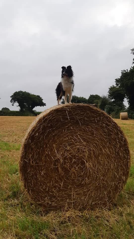 Riley De la foret des reves bleus