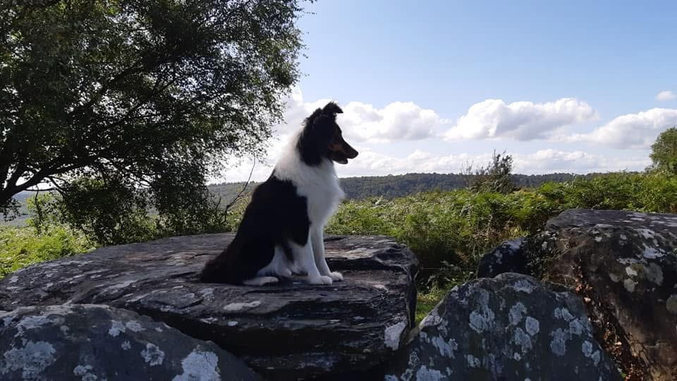 Riley De la foret des reves bleus