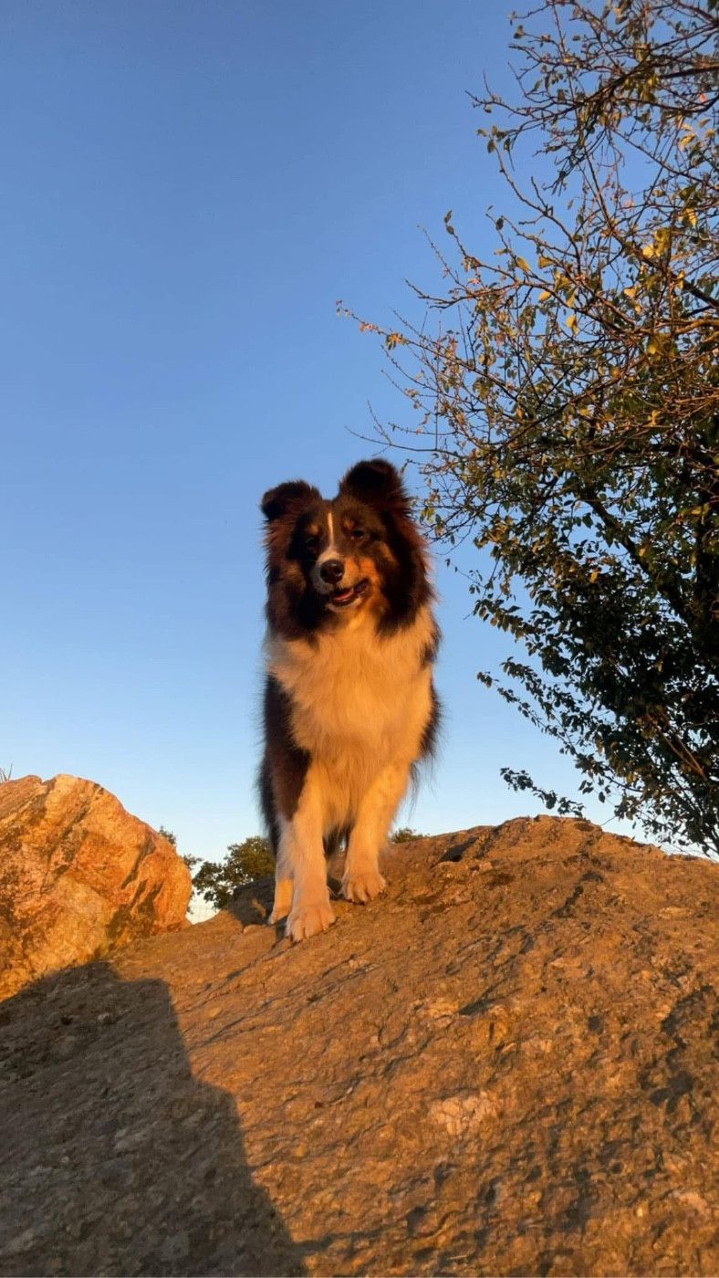 Riley De la foret des reves bleus