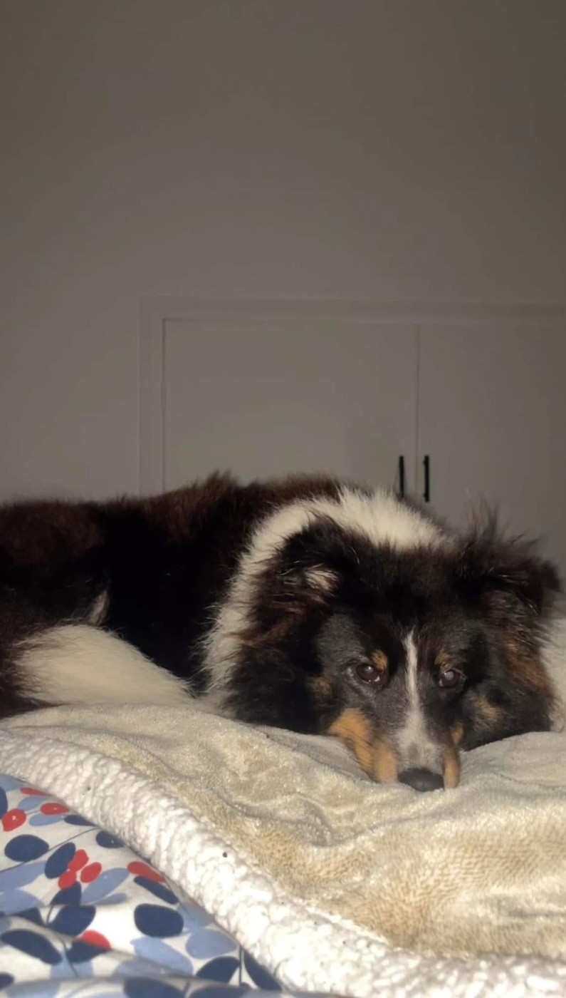 Riley De la foret des reves bleus