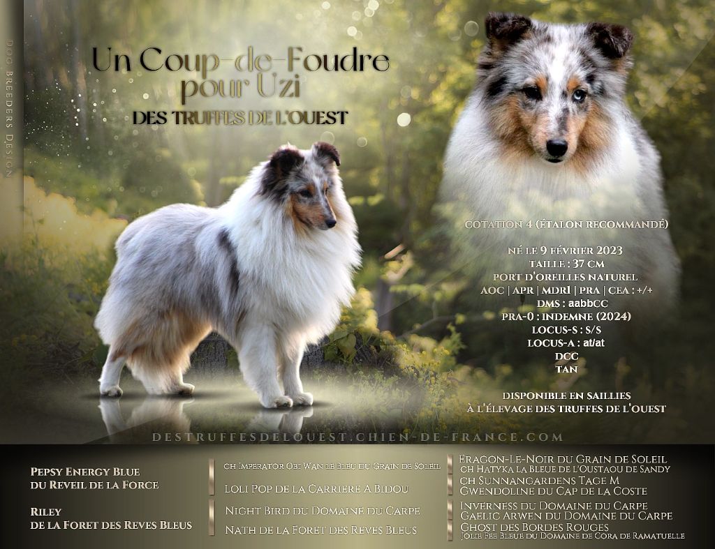 Un coup-de-foudre pour uzi Des Truffes De L'Ouest