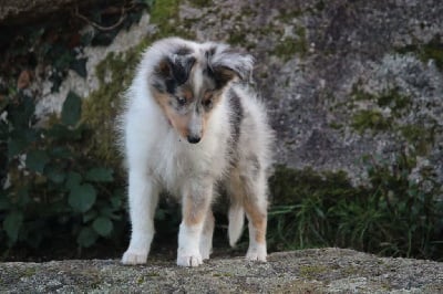 Des Truffes De L'Ouest