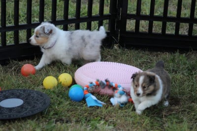 Des Truffes De L'Ouest
