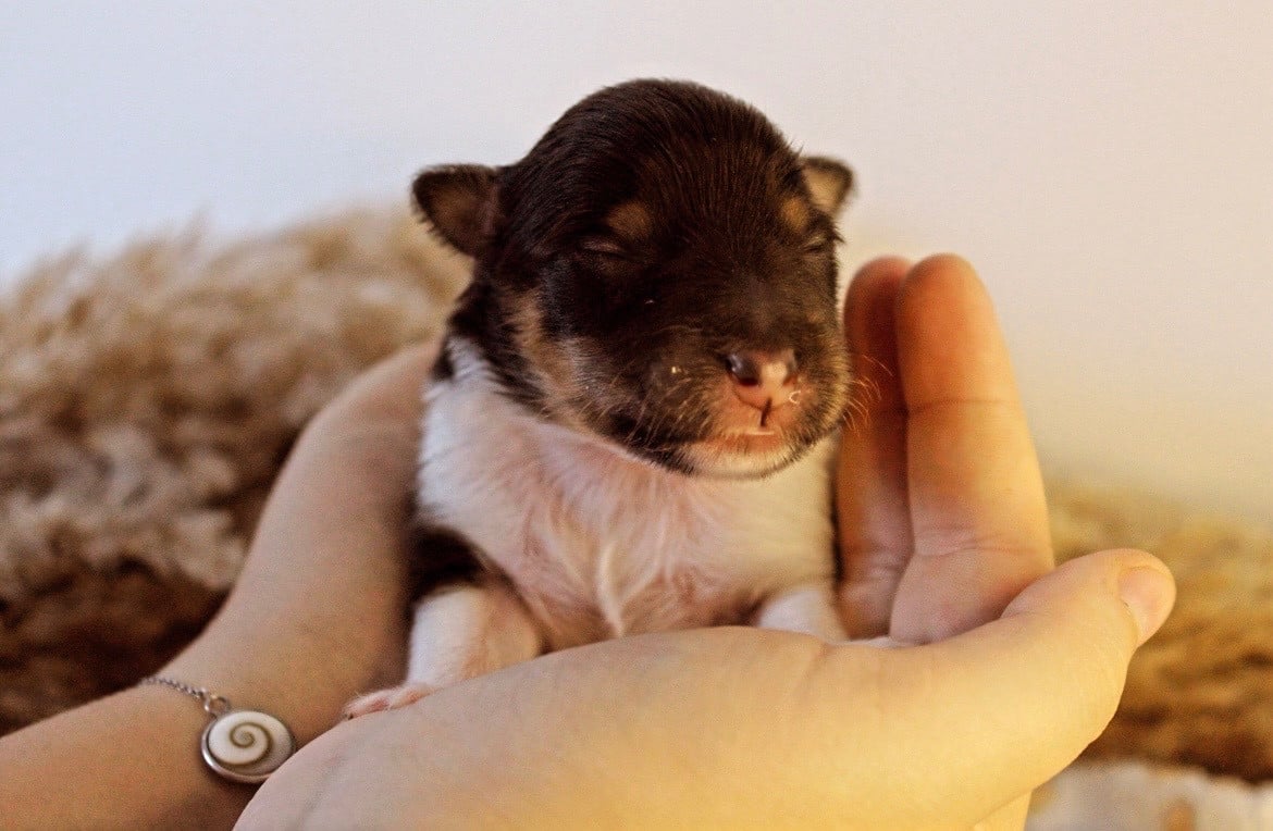 Baloo - Shetland Sheepdog