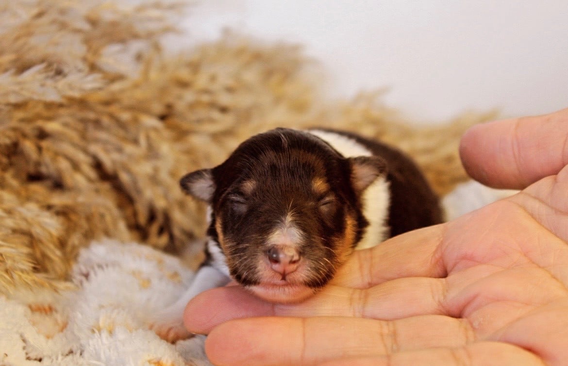Bagheera - Shetland Sheepdog