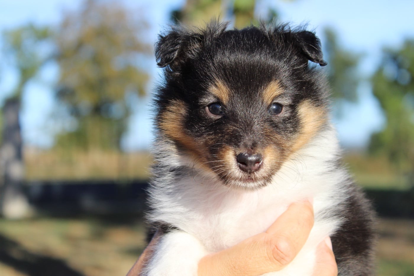 Baloo - Shetland Sheepdog
