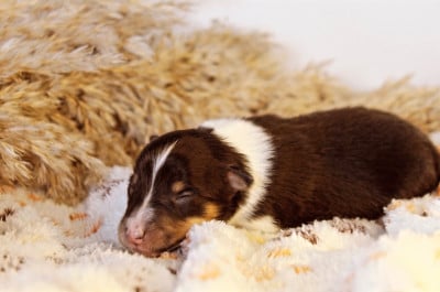 Shetland Sheepdog