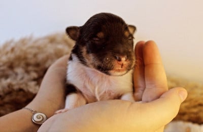 Baloo - Shetland Sheepdog