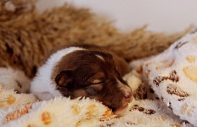 Bianca - Shetland Sheepdog