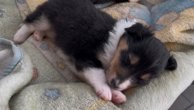 Bob - Shetland Sheepdog