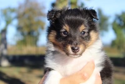 Les chiots de Shetland Sheepdog