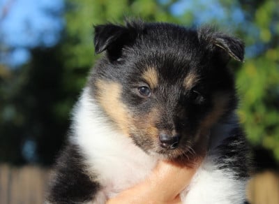 Les chiots de Shetland Sheepdog