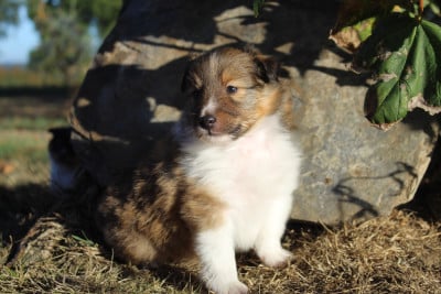 Beau-rêve - Shetland Sheepdog