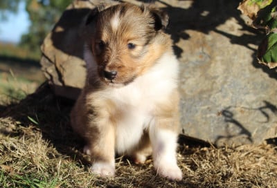 Shetland Sheepdog