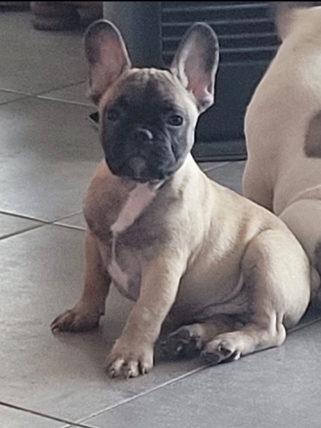 Alix - Bouledogue français