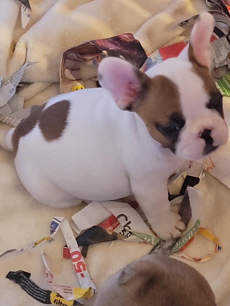 CHIOT 1 - Bouledogue français