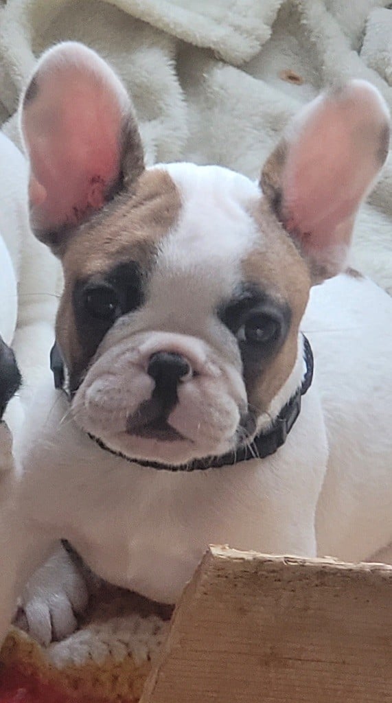 Bouledogue français - Des Fontaines Du Bérange